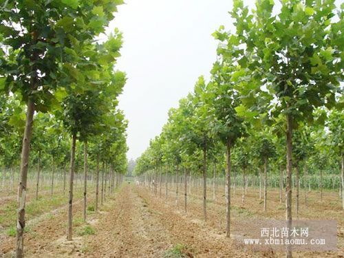 c鿴Hߴ硡}ͩ xΔ152