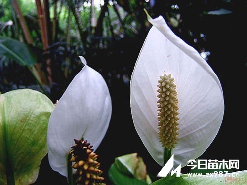 ƵB(yng)o(h)Ҫc(din)