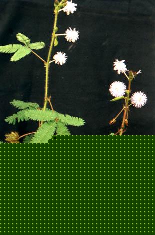 ٺʹʧ P҃Ƚ^ܔ[ŵĻ