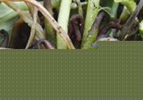 ϻU(ku)չvʲ~򻨹S׃ֻںɫ